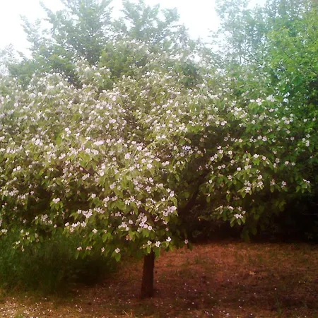 Deliziosa Panoramica